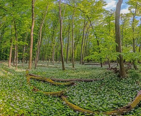 View over a piece of forest with dense growth of white flowering wild garlic