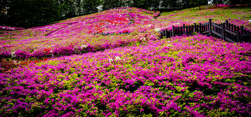 Royal azalea garden