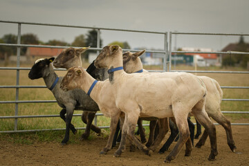 Obraz premium border collie is herding sheep in nature. Working happy border collie.