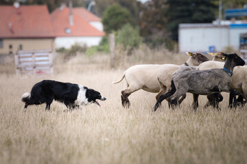 border collie is herding sheep in nature. Working happy border collie.