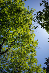 日本の岡山県津山市の天狗岩への登山風景