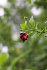 Red rose blooming in garden