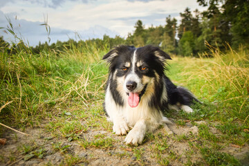 Border collie is lying in the grass. He is so crazy dog on trip.