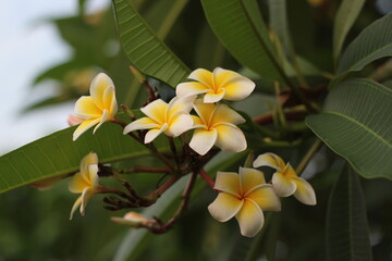 A bunch of white plumeria flowers blooming on tree
