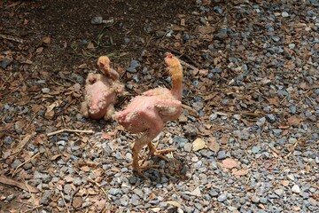chicken on the beach