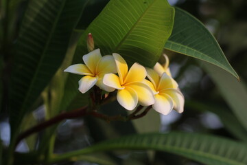 Closeup shot of blooming white plumeria flowers