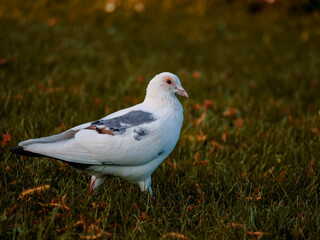 The white mix pigeon