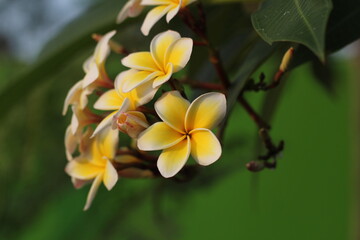 Closeup shot of blooming white plumeria flowers
