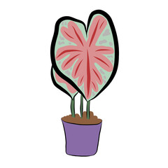 Caladium Bicolor plants growth in small pots on white background.Modern natural background.Minimalist drawing print,creative with illustration in flat design