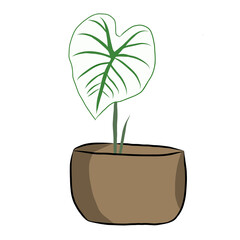 Caladium Bicolor plants growth in small pots on white background.Modern natural background.Minimalist drawing print,creative with illustration in flat design