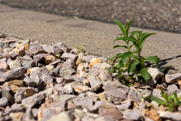 green weed on a street