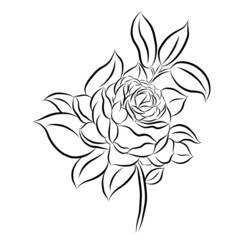 Beautiful rose bouquet flowers and green leaves growth on white background,hand drawn,creative with illustration in flat design.Floral pattern,decorative series for wallpaper.Valentine day concept.