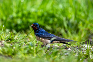 Bird collecting nest material. The Barn Swallow, Hirundo rustica, Carpathians, Poland.