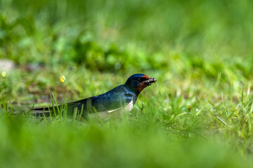 Bird collecting nest material. The Barn Swallow, Hirundo rustica, Carpathians, Poland.