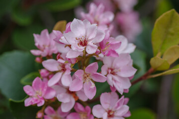 日本の東京港区赤坂4丁目でシャリンバイが最盛期
