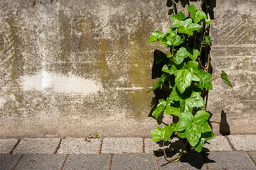 green leaves between a house wall