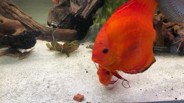 Diskusfische bei der F&uuml;tterrung.