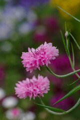 東京の南青山一丁目に咲くヤグルマギク