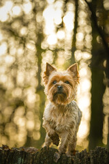 Yorkshire is standing in the forest. It is autumn portret.