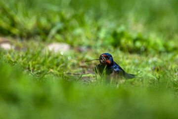 Bird collecting nest material. The Barn Swallow, Hirundo rustica, Carpathians, Poland.