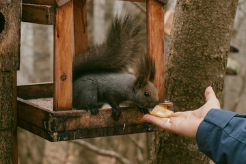 squirrel in the hand
