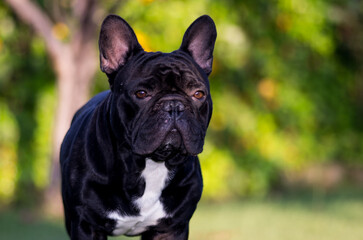 french bulldog portrait