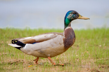 Obraz premium duck on the grass