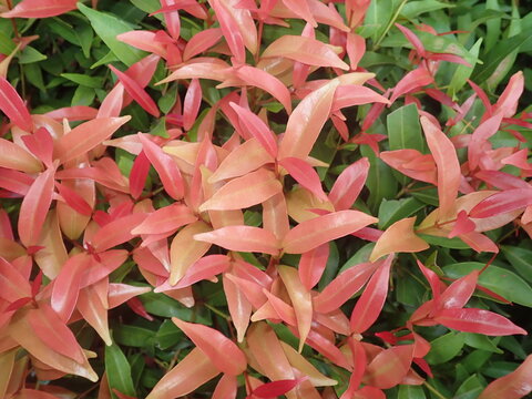 Red shoots (Syzygium myrtifolium) is a species of plant known as an ornamental plant belonging to the genus Syzygium. The color of the newly emerging leaf buds has a bright red color.