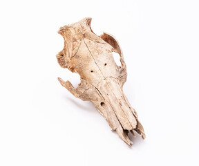 Naklejka premium Animal skull