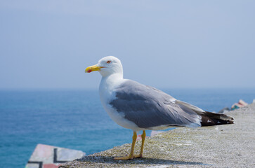 seagull on the beach