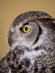 great horned owl