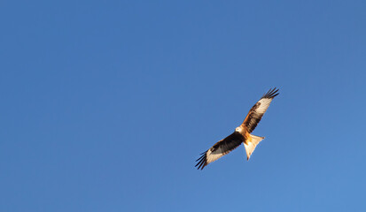 Rotmilan fliegt in blauem Himmel