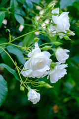 庭に咲く白いバラ。花言葉は「心からの尊敬」「無邪気」「純潔」「相思相愛」薔薇の本数で変わる花言葉