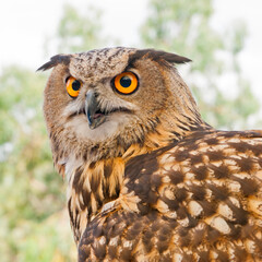 great horned owl