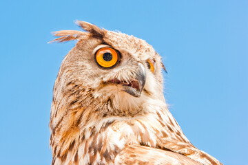 great horned owl