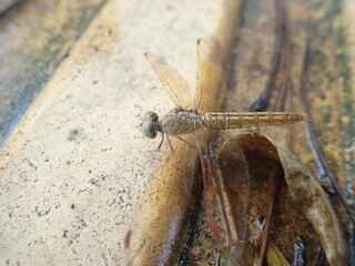 Brachythemis contaminata, ditch jewel, is a species of dragonfly in the family Libellulidae. It is found in many Asian countries. It is a small dragonfly with brown-capped yellowish-green eyes.