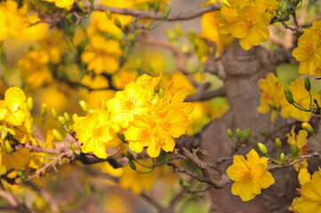 Yellow Ochna integerrima in the sunset sun in springtime lunar new year