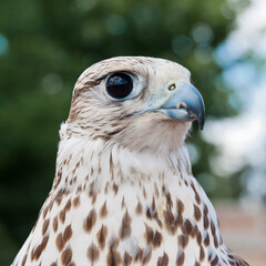 bird of prey