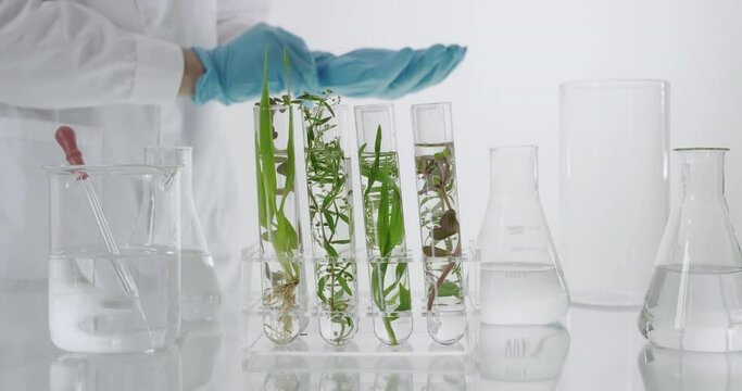 Sientist work with plant in test tubes in laboratory. Dolly shot
