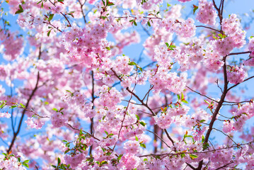 Pink fresh sakura blossom on blue sky background