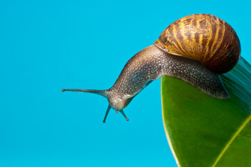 Snail on leaf and blue background