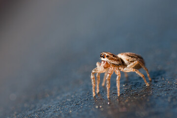 Jumping Spider