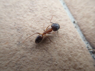 Closeup shot ants walking on the floor. It is Camponotus atriceps or Camponotus abdominalis is a...