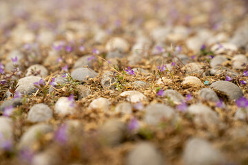 close up of flowers on rocky floor