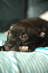 puppy, friend of people, pets,  sleepy puppy