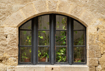 Fototapeta na wymiar Plants in window