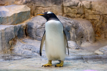 Gentoo penguin stands on a rocks. Pygoscelis papua resting after swimming