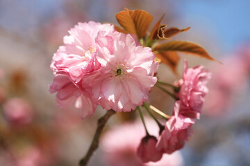 八重桜（関山）