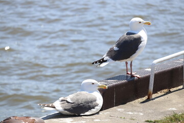seagull on the beach