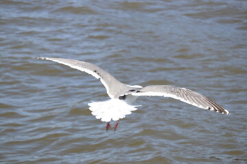 seagull in flight